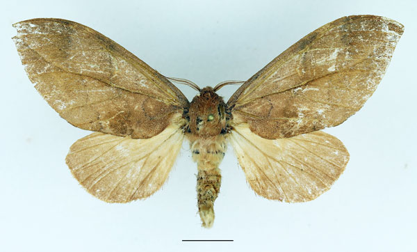 /filer/webapps/moths/media/images/G/gemella_Harpandrya_AF_Basquin.jpg