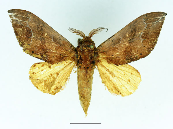 /filer/webapps/moths/media/images/G/gemella_Harpandrya_AF_Basquin_02.jpg