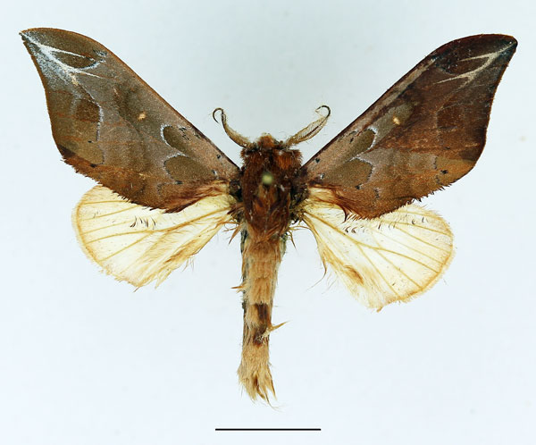 /filer/webapps/moths/media/images/G/gemella_Harpandrya_AM_Basquin_02.jpg