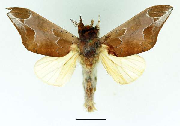 /filer/webapps/moths/media/images/G/gemella_Harpandrya_AM_Basquin_03.jpg