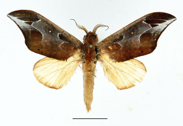 /filer/webapps/moths/media/images/G/gemella_Harpandrya_AM_Basquin_05.jpg