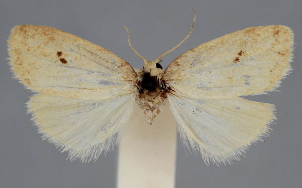 /filer/webapps/moths/media/images/G/gemina_Eugoa_HT_BMNH_JRMYFxm.jpg