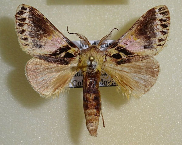 /filer/webapps/moths/media/images/G/gemina_Schedostauropus_AM_Hulsbosch.jpg