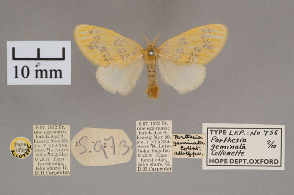 /filer/webapps/moths/media/images/G/geminata_Porthesia_AT_OUMNH_01.jpg