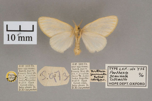 /filer/webapps/moths/media/images/G/geminata_Porthesia_AT_OUMNH_02.jpg