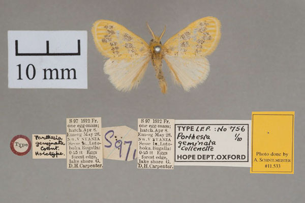 /filer/webapps/moths/media/images/G/geminata_Porthesia_HT_OUMNH_01.jpg