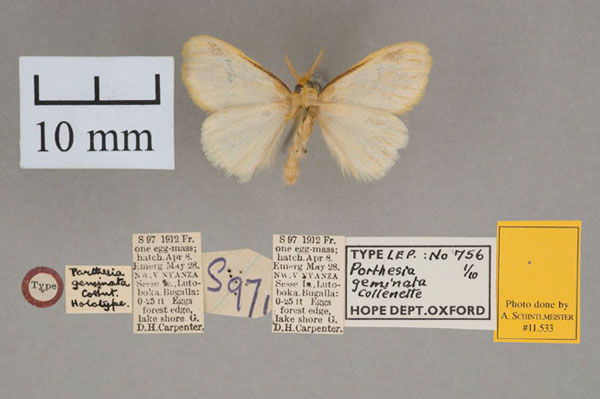 /filer/webapps/moths/media/images/G/geminata_Porthesia_HT_OUMNH_02.jpg