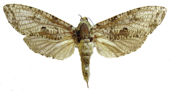/filer/webapps/moths/media/images/G/geminatus_Eburgemellus_AF_RMCA.jpg
