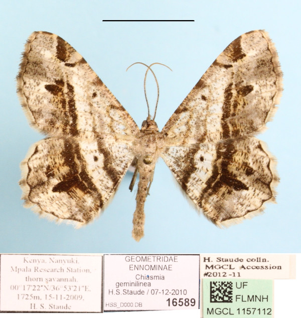 /filer/webapps/moths/media/images/G/geminilinea_Chiasmia_A_MGCLa_01.JPG