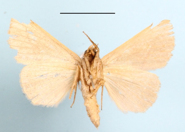 /filer/webapps/moths/media/images/G/geminilinea_Plecoptera_A_MGCLb_01.JPG