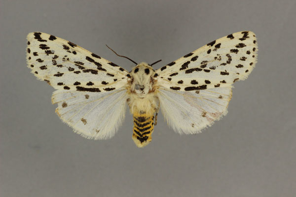 /filer/webapps/moths/media/images/G/geminipuncta_Alpenus_AF_BMNH.jpg