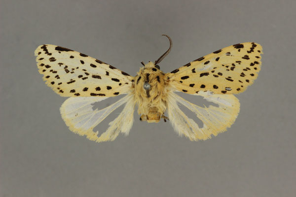 /filer/webapps/moths/media/images/G/geminipuncta_Alpenus_HT_BMNH.jpg