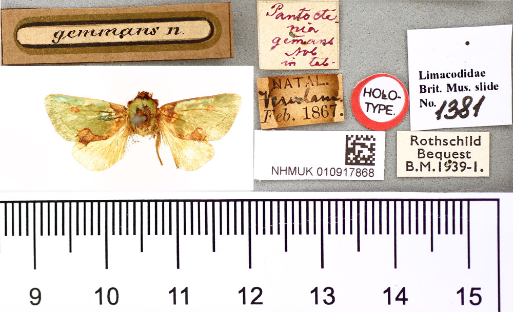 /filer/webapps/moths/media/images/G/gemmans_Pantoctenia_HT_BMNH.jpg