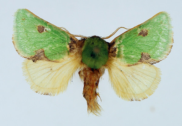 /filer/webapps/moths/media/images/G/gemmans_Taeda_AF_TMSA.jpg
