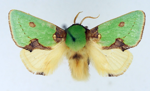 /filer/webapps/moths/media/images/G/gemmans_Taeda_AM_TMSA.jpg