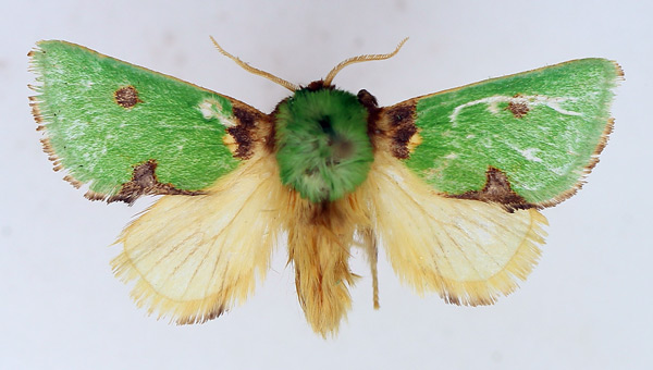 /filer/webapps/moths/media/images/G/gemmans_Taeda_AM_TMSA_01.jpg