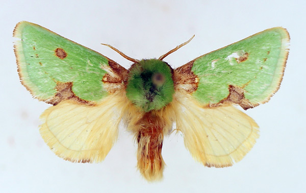 /filer/webapps/moths/media/images/G/gemmans_Taeda_AM_TMSA_02.jpg