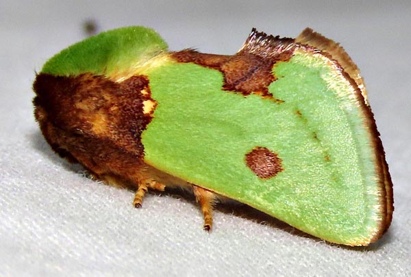 /filer/webapps/moths/media/images/G/gemmans_Taeda_A_Braun_08.jpg