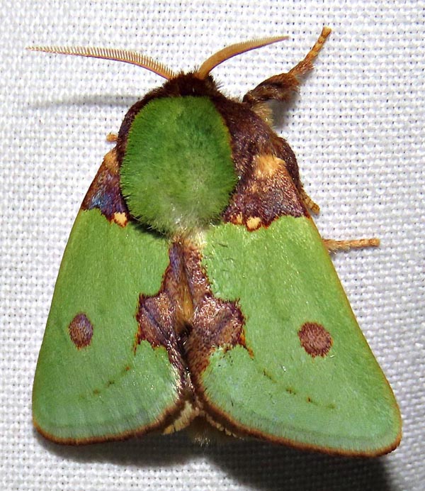 /filer/webapps/moths/media/images/G/gemmans_Taeda_A_Braun_09.jpg