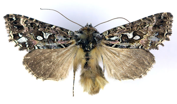 /filer/webapps/moths/media/images/G/gemmata_Agrapha_AM_RMCA.jpg