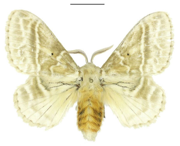 /filer/webapps/moths/media/images/G/gemmata_Eucraera_AF_ANHRT.jpg