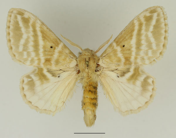 /filer/webapps/moths/media/images/G/gemmata_Eucraera_AF_Basquin_01.jpg