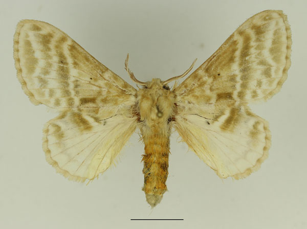 /filer/webapps/moths/media/images/G/gemmata_Eucraera_AF_Basquin_02.jpg