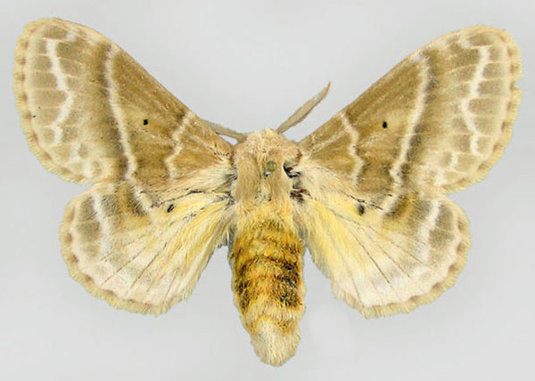 /filer/webapps/moths/media/images/G/gemmata_Eucraera_AF_ZSM.jpg