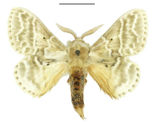 /filer/webapps/moths/media/images/G/gemmata_Eucraera_AM_ANHRT.jpg