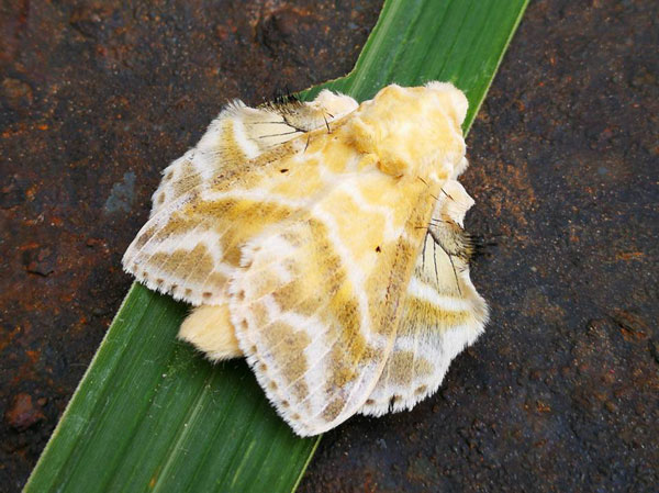 /filer/webapps/moths/media/images/G/gemmata_Eucraera_AM_Baptista_01.jpg