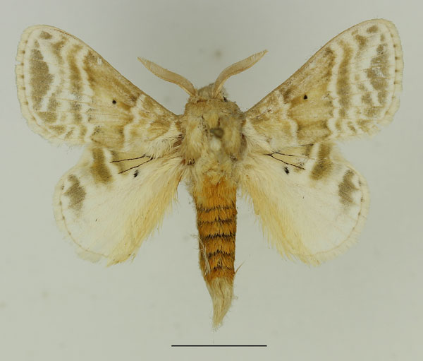 /filer/webapps/moths/media/images/G/gemmata_Eucraera_AM_Basquin_01.jpg