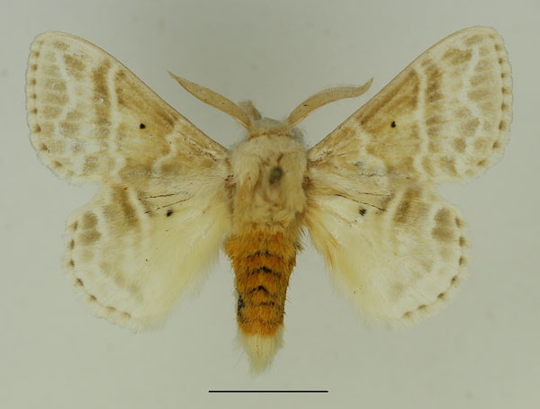 /filer/webapps/moths/media/images/G/gemmata_Eucraera_AM_Basquin_02.jpg