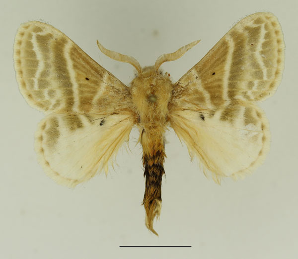 /filer/webapps/moths/media/images/G/gemmata_Eucraera_AM_Basquin_03.jpg