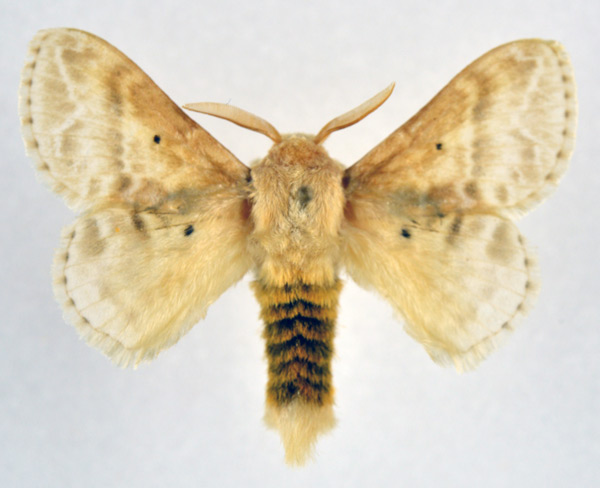 /filer/webapps/moths/media/images/G/gemmata_Eucraera_AM_NHMO_01.jpg