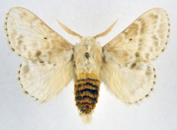 /filer/webapps/moths/media/images/G/gemmata_Eucraera_AM_NHMO_02.jpg