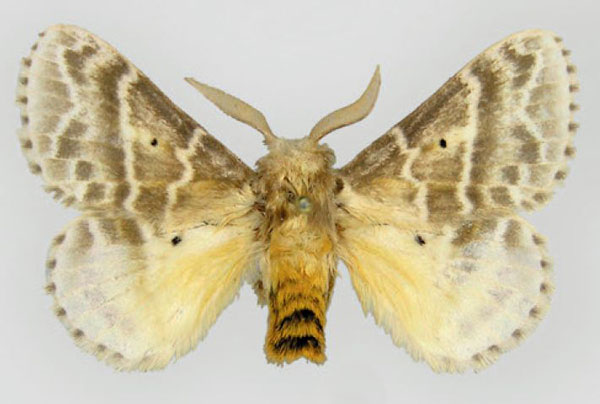/filer/webapps/moths/media/images/G/gemmata_Eucraera_AM_ZSM.jpg