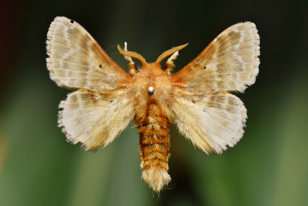 /filer/webapps/moths/media/images/G/gemmata_Eucraera_A_Butler.jpg