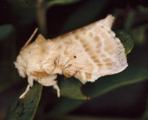 /filer/webapps/moths/media/images/G/gemmata_Eucraera_A_Roland_01.jpg