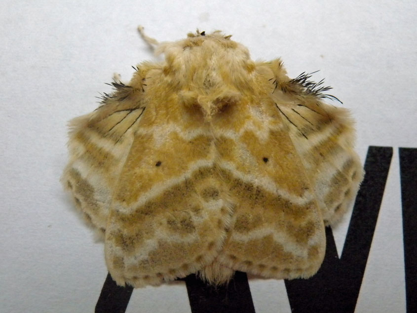 /filer/webapps/moths/media/images/G/gemmata_Eucraera_A_Voaden_01.jpg