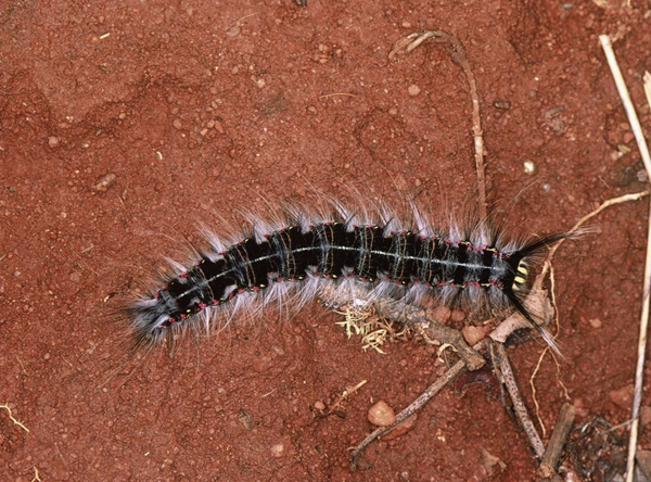 /filer/webapps/moths/media/images/G/gemmata_Eucraera_C_Roland_03.jpg