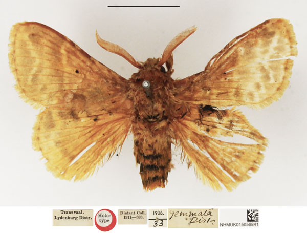 /filer/webapps/moths/media/images/G/gemmata_Eucraera_HT_NHMUK.jpg