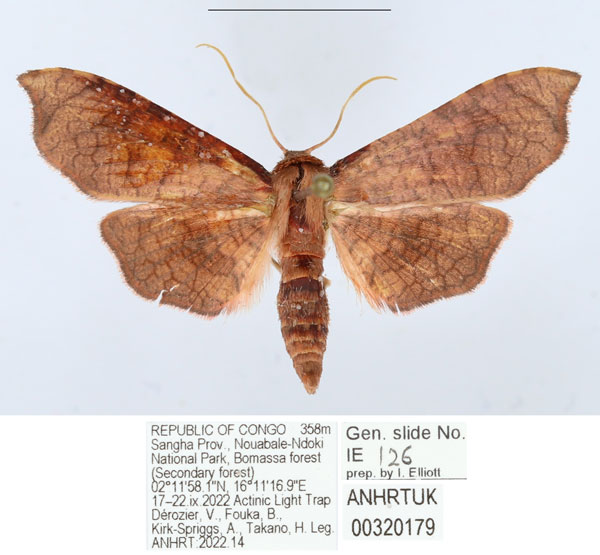 /filer/webapps/moths/media/images/G/gemmata_Kuja_AM_ANHRTa.jpg