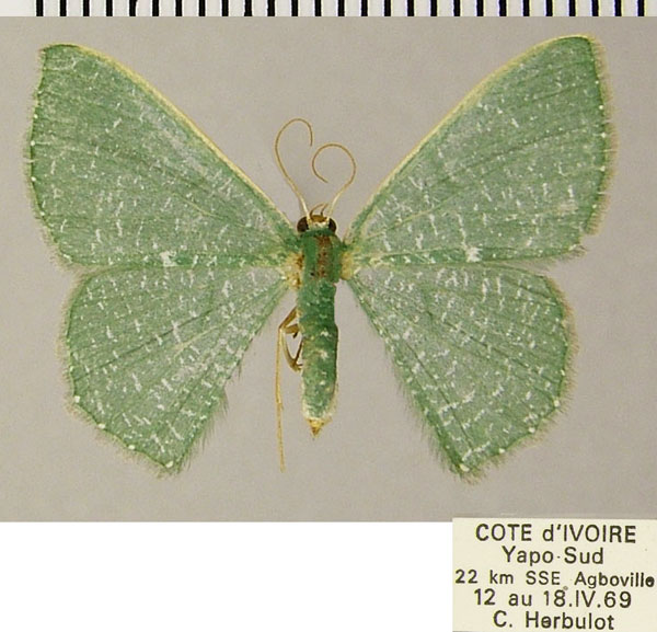 /filer/webapps/moths/media/images/G/gemmatimargo_Prasinocyma_AF_ZSM.jpg