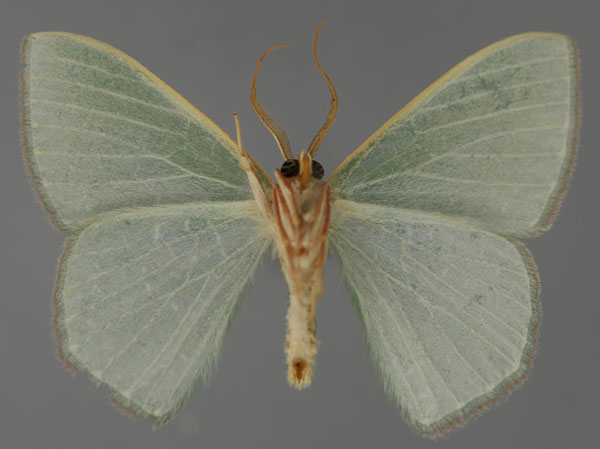 /filer/webapps/moths/media/images/G/gemmatimargo_Prasinocyma_A_ZSM_02.jpg