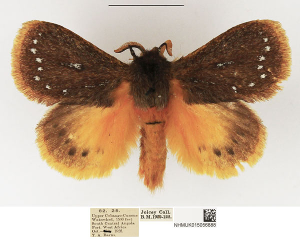 /filer/webapps/moths/media/images/G/gemmatus_Laeliopsis_AM_NHMUK_01.jpg