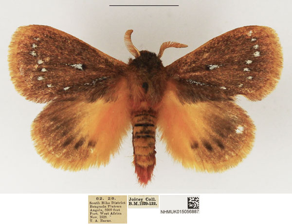 /filer/webapps/moths/media/images/G/gemmatus_Laeliopsis_AM_NHMUK_02.jpg