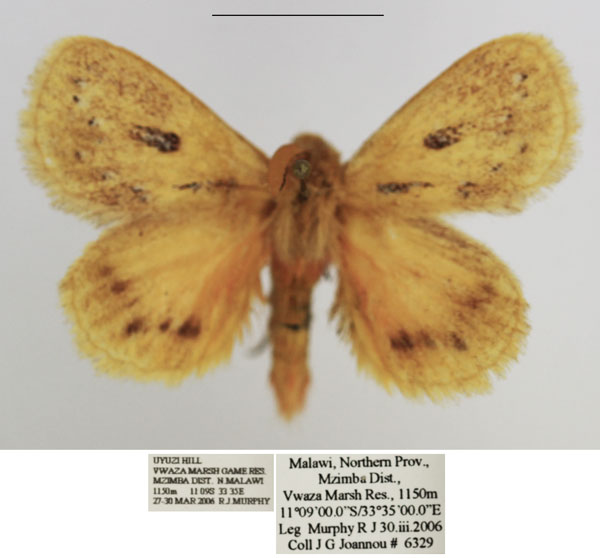 /filer/webapps/moths/media/images/G/gemmatus_Laeliopsis_AM_TMSA_02.jpg