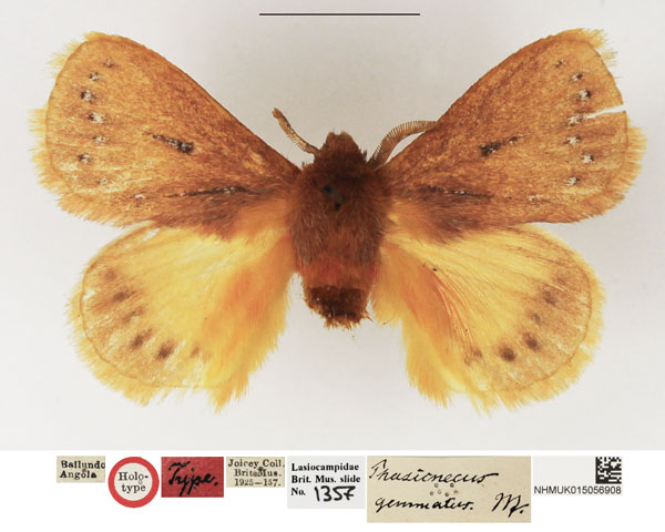 /filer/webapps/moths/media/images/G/gemmatus_Phasicnecus_HT_NHMUK.jpg