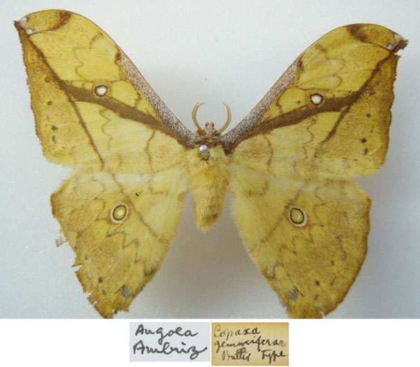 /filer/webapps/moths/media/images/G/gemmifera_Copaxa_STF_NHMUKa.jpg