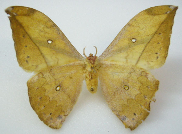/filer/webapps/moths/media/images/G/gemmifera_Copaxa_STF_NHMUKb.jpg